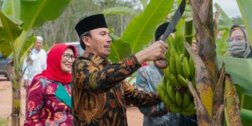 Edi Purwanto Panen Pisang Canvendish Bersama Anggota Komisi V DPR RI di Ponpes Irsyadul 'Ibad
