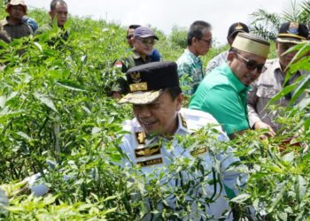 Gubernur Jambi Panen Cabe dan Berdialog Bersama Petani Desa Tedar Kuranji Kec. Maro Sebo Ilir