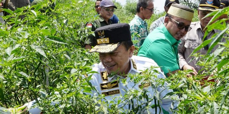 Gubernur Jambi Panen Cabe dan Berdialog Bersama Petani Desa Tedar Kuranji Kec. Maro Sebo Ilir