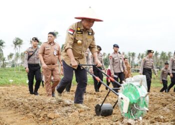Gubernur Jambi dan Forkopimda Tanam Jagung, Dukung Ketahanan Pangan Nasional