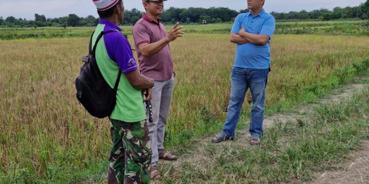 Anggota DPRD Provinsi Jambi Muhammad Nasir Tinjau Persawahan Padi di Kelurahan Olak Kemang